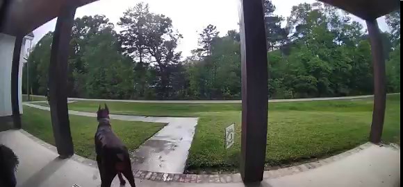 This Amazon delivery driver was almost done until she turned around and saw the biggest Doberman she’s probablyever seen- a 142 lbs! She nervously says “please don’t bite me doggy.”She soon realizes that he is a very sweet dog. But I have to say, she was an even sweeter woman towards that dog, even going back to her truck and getting him a treat. What a sweet lady. ❤️Would a dog coming up to you like that you didn’t know and that massive make you nervous and almost have a heart attack?