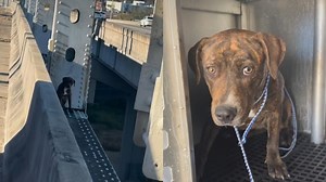 Animal Care & Protective Services rescues dog from side of Jacksonville bridge