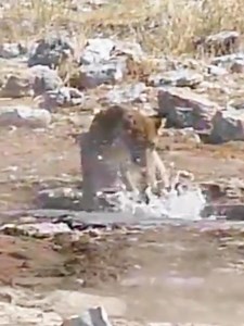 559K views · 10K reactions | Animal Planet TV on Reels | Facebook