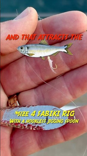 The Alewife Rig 🎣