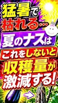 【なすの育て方】ナスが大量に取れる！収穫を長く続ける3つの対策（水やり・追肥・病気対策）
