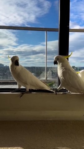 Smart Creatures Engaging in Playful and Cute Behaviors