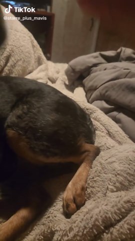 The Sour and Sweet Journey of Heelers