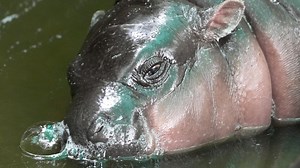 Pygmy hippo Moo Deng is so adored she may get her own patent