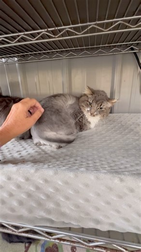 Never give up is the motto in our cat sanctuary. Visit and help socialize the hundreds of former stray cats who now call Furball Farm Cat Sanctuary home! We are open EVERY day 1:00 - 5:00pm, including all holidays. See you here! #nevergiveup #thisisrescue #passion #straycat #love #visit #donate #nonprofit #furballfarmcatsanctuary #bucketlist #Minnesota #hundreds #cage #free #cat #rescue #seeingisbelieving #heavenonearth | Furball Farm Cat Sanctuary