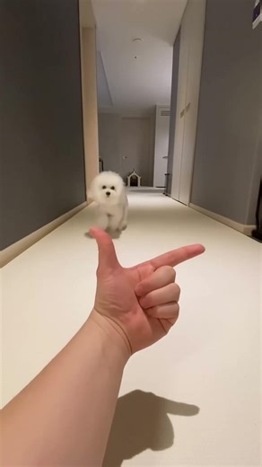 Viral Tiktok-Cute Dog🐕And Sleep Cat🐱 #tiktok #trending