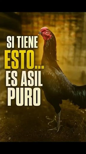 The little-known secret of the authentic Asil