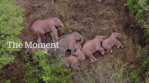 50K views · 371 reactions | These wild elephants have trekked more than 500 kilometers across China, and they're the newest online sensation. #TheMoment | CBC News: The National | Facebook