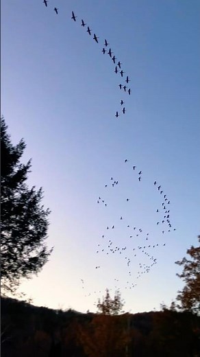 Geese Southward Winter Flight #migration #flying #natureshorts #south