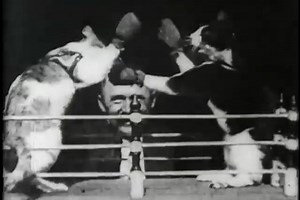 Anatomy of a Scene: The Part of “The Boxing Cats (Prof. Welton’s)” Where the Cats Are Boxing