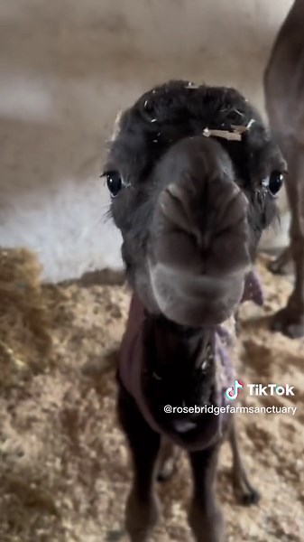 Rose Bridge Farm & Sanctuary on TikTok
