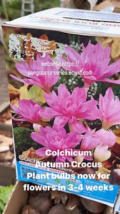 Autumn Crocus ..Flower in autumn and last forever. Planting time is from now, for flowers in 3 weeks. . Available in webshop https://pergolanurseries.ecwid.com Pergola Nurseries Garden Corner, Virginia,Co Cavan A gardeners oasis of quality plants Open Tuesday to Saturday 10.30-6 Open Sundays 2-6 . | Pergola Nurseries Garden Corner