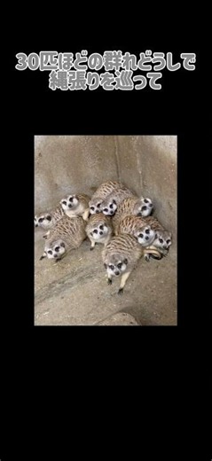 意外と知らないミーアキャットの豆知識【豆知識・雑学】 #雑学 #プチ知識 #動物 #ミーアキャット
