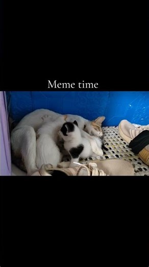 meme time 😻 #catlovers #catoftheday #cat #fypage #reelsfyp