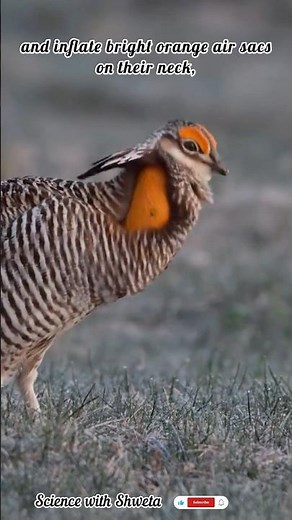 Greater Prairie-Chicken🐓The Dancing Bird of the American Grasslands
