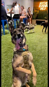 56K views · 3.1K reactions | Part 2 of my bomb sniffing dog  | Dorkabel | Facebook