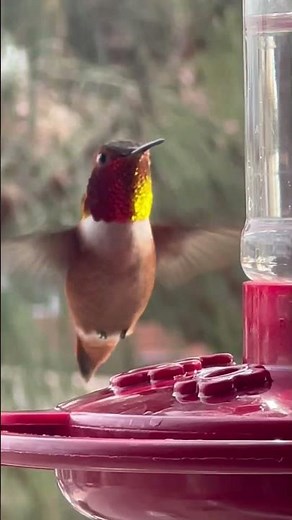 Hummingbird Feeder: How to Attract Hummingbirds