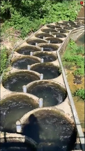 Why Engineers Built Stairs in a River (Fish Ladder Explained)#facts #ytshorts #trending