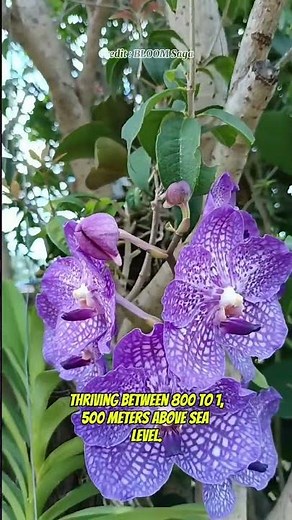 “Blue Vanda Orchid Rare, Beautiful, and Timeless #BlueVanda #VandaCoerulea #TropicalOrchid