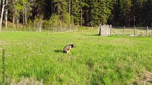 Cinematic drone footage of a dog pooping in a meadow