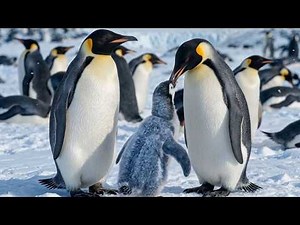 Emperor penguin: 170 Days From Egg To Survivor | Wildlife