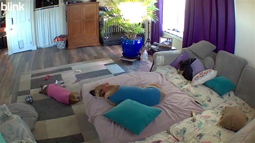 Good morning and Happy Thursday everybirdy!! Here is this morning's remote doggo, kitty and skittle chicken check-in for you 🥰 We hope everybirdy has a safe and wonderful day, and we will be back in a few hours with today's recess video updates 😁 | Providence Meadow Caique Sanctuary