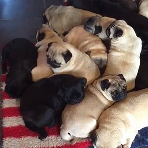 Pug snore fest... | Tyla