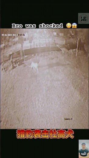 Dog vs. Cheetah – Who Wins in This Ultimate Speed Challenge? 🐕🐆💨