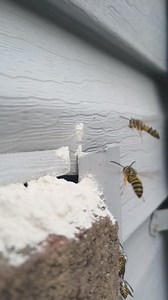 107K views · 132 reactions | Yellow Jackets in Slow Motion #Yellowjackets #wasp #sting | Swarmstead Bees and Gardening | Facebook