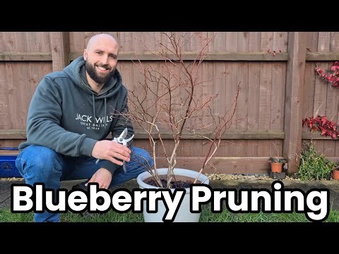 How to Prune Blueberry Bushes For Better Harvests!