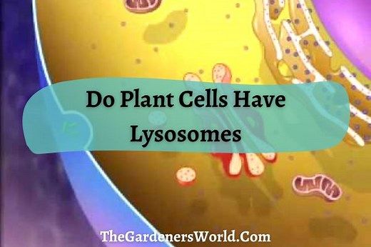 Do Plant Cells Have Lysosomes? Everything You Need To Know - The Gardeners World