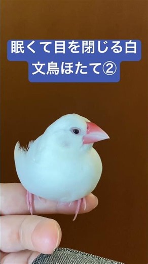 【文鳥】眠くて目を閉じる白文鳥ほたて② #かわいい #javasparrow #癒し #birds #癒し #文鳥 #動物 #ペット