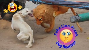 52K views · 1.2K reactions | Wow !! Fake Lion Dog Prank Video So Funny Dog Try To Stop Laugh Challenge Comedy Video | JingPrank | Facebook