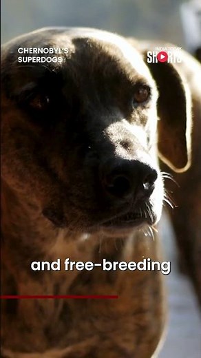 Superdogs Of Chernobyl: Evolved Survivors Of A Nuclear Tragedy
