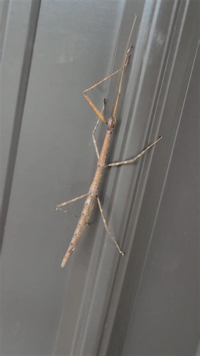 Stick bug hanging out on metal. #stickbug | Pam Utton