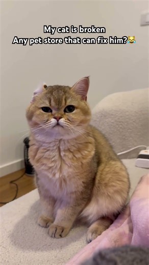 Error 404: Ear not found😂#catmemes #viral #fyp #funny