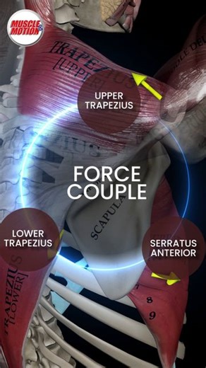 Muscle and Motion on Instagram: "🚀 Unveiling Our New Animation: The Scapular Force Couple! ✨ Have you ever wondered what powers those precise shoulder movements? Meet the scapular force couple! 💪 This dynamic trio—upper trapezius, lower trapezius, and serratus anterior—work together to ensure smooth and effective shoulder motion. 🧠 Fun fact: During flexion, the glenohumeral joint contributes about 100°-120° of the movement. The scapulothoracic joint adds another 50° to 60° by upwardly rotatin