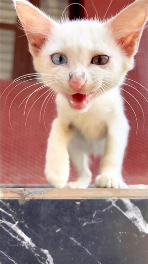 Kitten meowing to attract Cat ! Kittens meowing ! Cat video ! Cat voice ! Cat meowing ! Persian cat