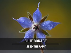 Borage Blue Seeds – Heirloom Culinary Herb, Non-gmo, Edible Blue Flowers (100 Seeds) - Etsy