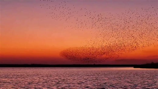 A flying whale? This is the breathtaking "bird-wave" at the Yellow River Delta National Nature Reserve in E China's Shandong! The reserve has strengthened protection efforts for migratory birds, serving as a crucial wintering and stopover site for them globally xhtxs.cn/8Gd | China Xinhua News