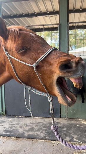 Beautiful Maxine 26 years young and feeling amazing after her treatment ✨ Regular bodywork helps our golden oldies stay comfortable and moving well with so many wonderful benefits such as • Improving mobility • Supporting joint comfort • Boosting circulation • Catching small issues early and so much more If your horse could use some TLC be sure to secure your bookings ❤️ #treatment #enjoyeverymoment #equine #therapy #feelgood #support | Equitouch Sports Massage Therapy with Kristy