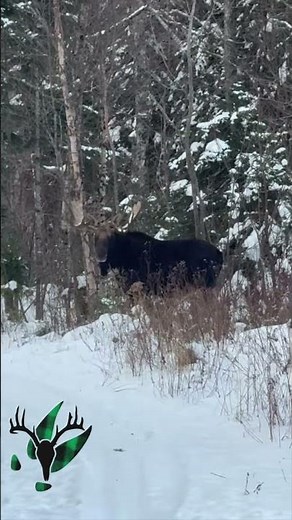 Nice Bull Moose - during deer season