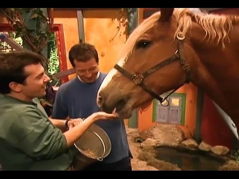 Zoboomafoo Cap. 28: “Caballos”
