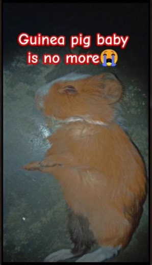 Guinea pig baby is no more💔#guineapig #death #emotional #pets #viralshorts #trendingshorts #ytshort