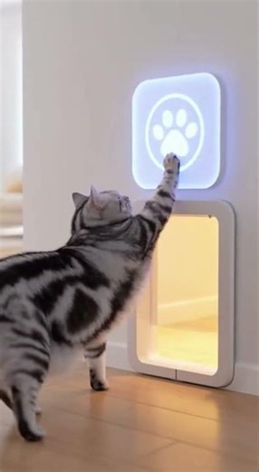 Watch This Cat Use a High Tech Door!