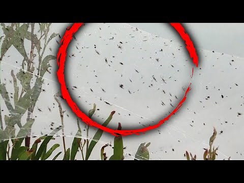 Swarms of Spiders Invade Southern Australia Amid Heavy Rains