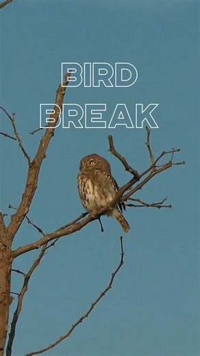 It’s that time of year again—#Owloween season! 🦉🎃 Whooo’s ready to take a relaxing bird break from your scrolling and enjoy the sights and sounds of these owlsome owls? You’ll even learn a fun owl fact or two so you can show off your owl knowledge to others! ✨ | National Audubon Society