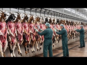 Inside a Mega Goat Slaughter Factory | How Thousands of Goats Are Processed Daily