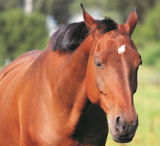 Horse feeling lethargic? Veterinary lowdown on what lethargy is