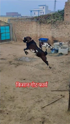 big beetal goat farm #hiphop #muhammadirfangoatfarm #animals #goatfarm #beetalgoat #song #rap